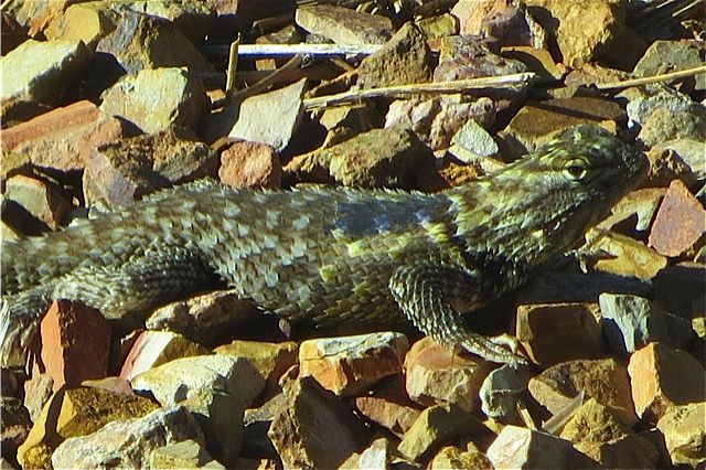 Lizard
